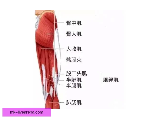 24岁后五次腿筋拉伤 伤病专家预测回归中心需三至六周